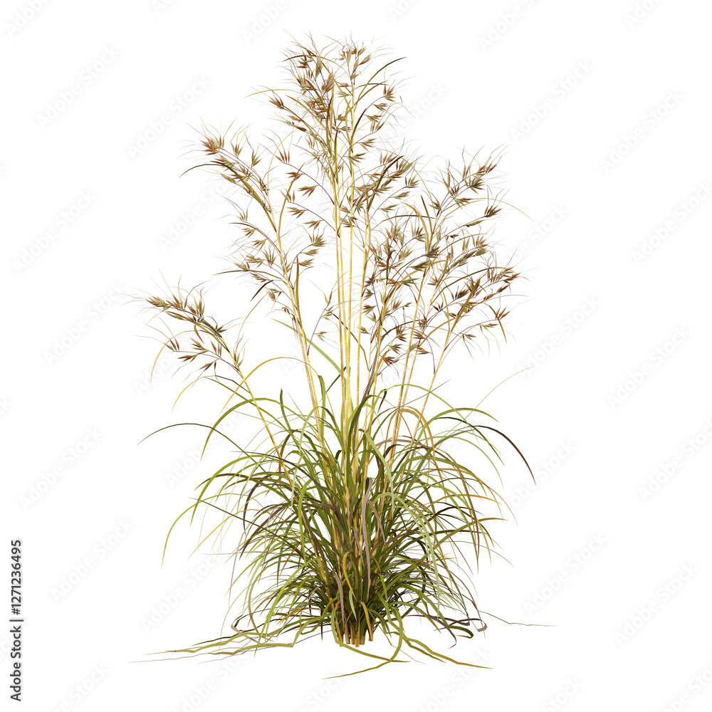 Obraz premium Free PNG 3d illustration of Ipomoea-horsfalliae 2 tree frontal isolated transparent background perfectly cutout high resolution
