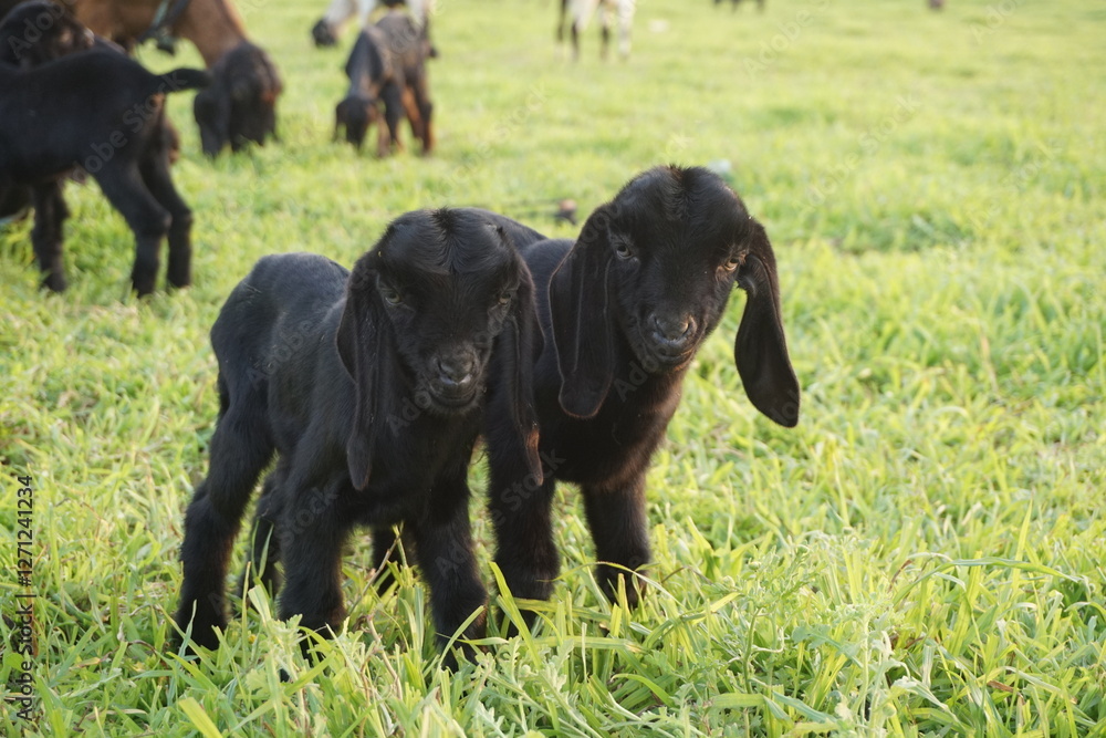 Adorable small goats are playing on a meadow, Playful goat kids are grazing Adorable small goats are playing on a meadow, Playful goat kids are grazing