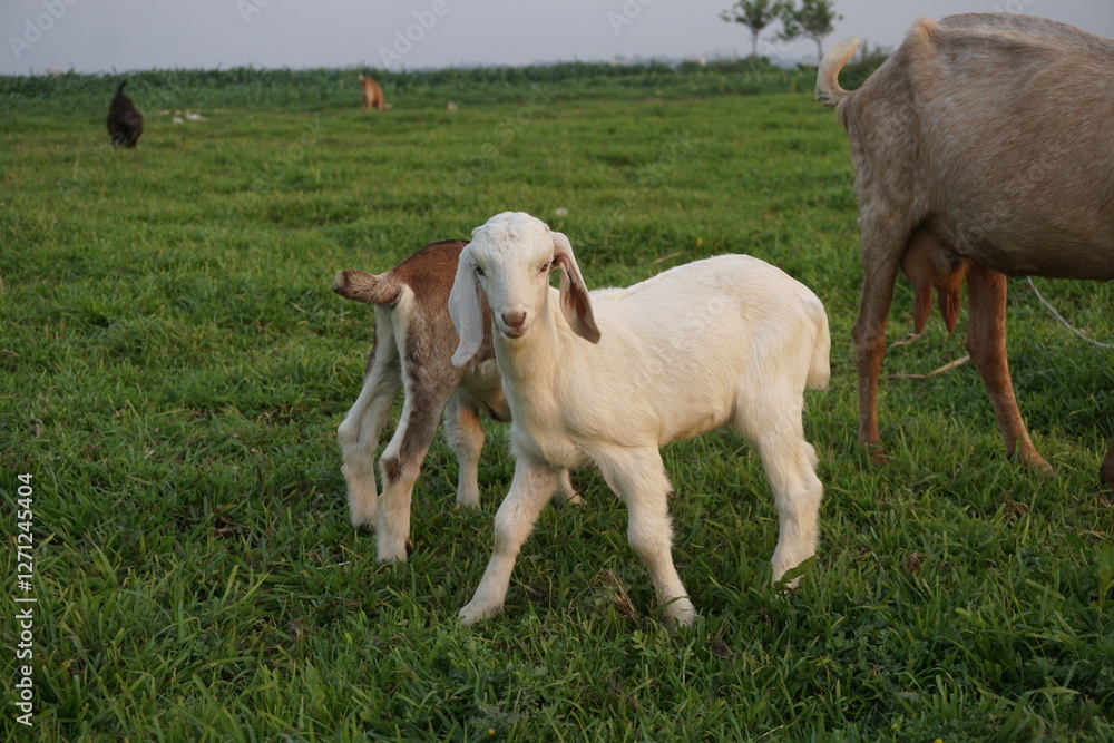 Adorable small goats are playing on a meadow, Playful goat kids are grazing Adorable small goats are playing on a meadow, Playful goat kids are grazing