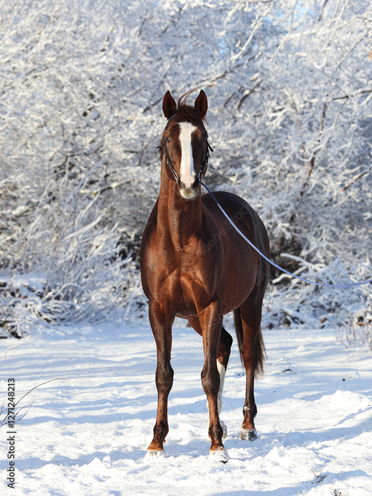 Beautiful race dressage horse walks on the winter x-mas ranch