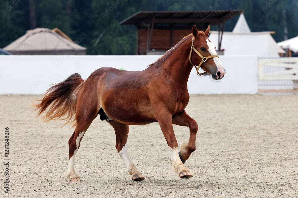 Galloping sports race horse on the sports platz
