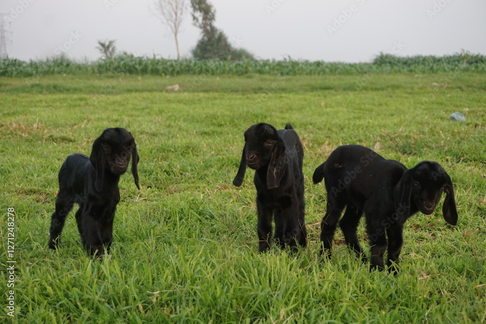Adorable small goats are playing on a meadow, Playful goat kids are grazing Adorable small goats are playing on a meadow, Playful goat kids are grazing
