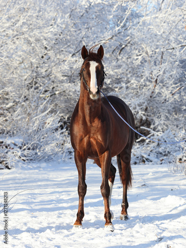 Obraz na płótnie Beautiful race dressage horse walks on the winter x-mas ranch w salonie