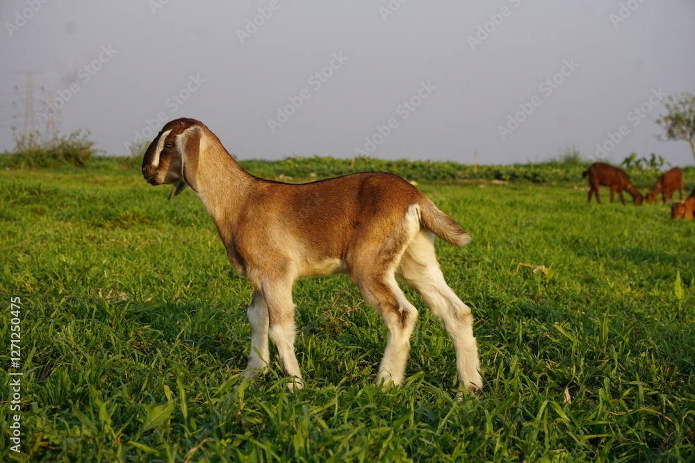 Adorable small goats are playing on a meadow, Playful goat kids are grazing Adorable small goats are playing on a meadow, Playful goat kids are grazing