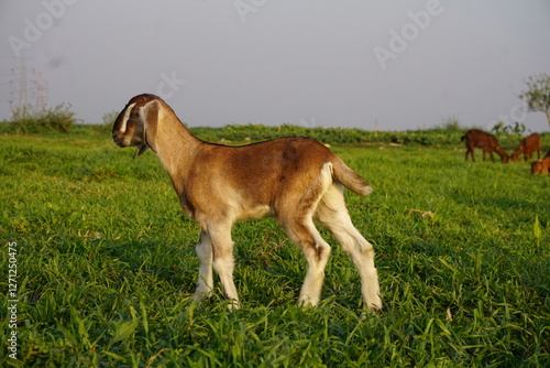 Adorable small goats are playing on a meadow, Playful goat kids are grazing
