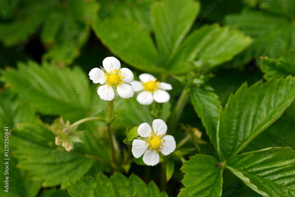 custom made wallpaper toronto digitalBlooming plant of strawberries. Flowers and leaves.