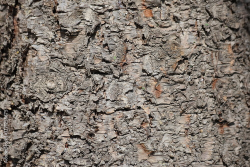 bark texture of Araucaria heterophylla, also know as norfolk island pine photo