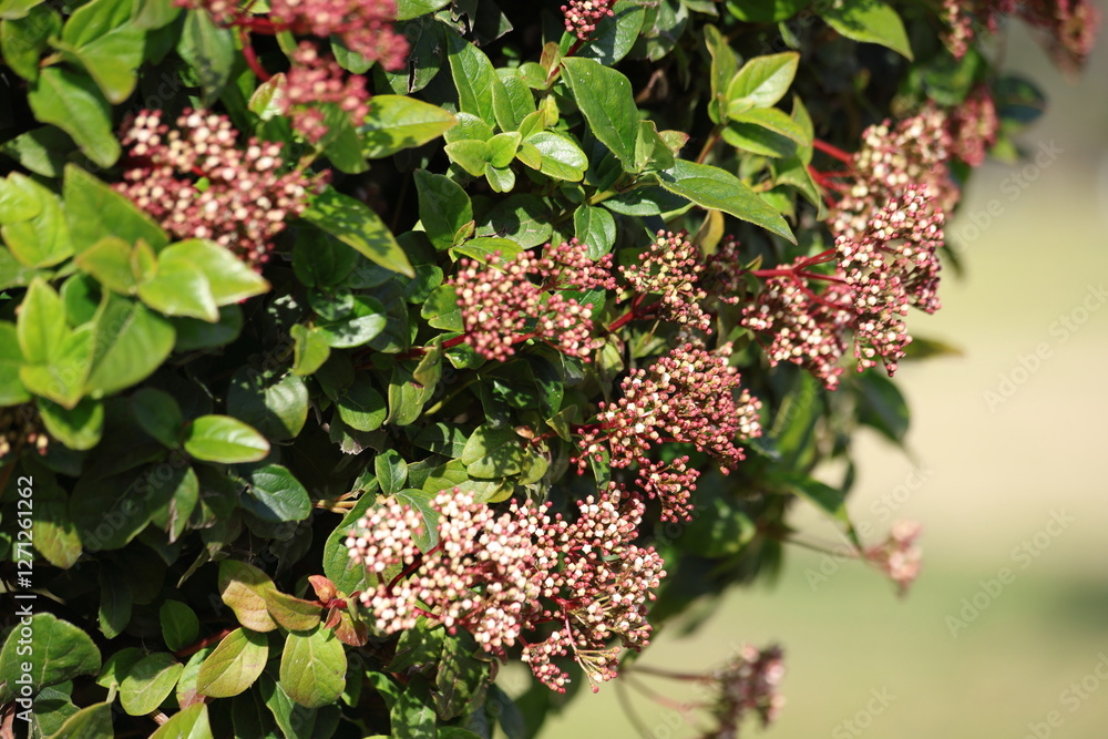 Φωτογραφία flowers and leaves of viburnum tinus known as Laurestine bush