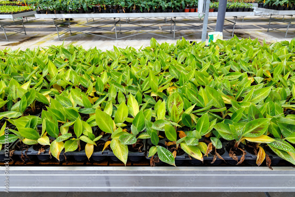 Banana seedlings in greenhouse of banana plantation on Madeira Island, Portugal