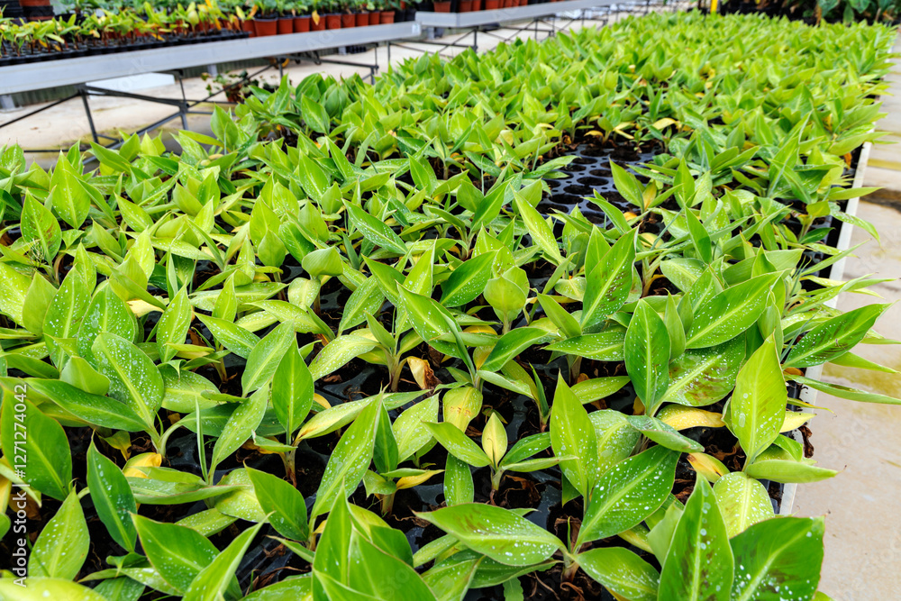 Banana seedlings in greenhouse of banana plantation on Madeira Island, Portugal