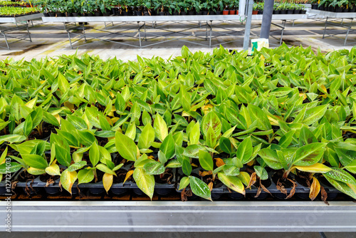 Banana seedlings in greenhouse of banana plantation on Madeira Island, Portugal