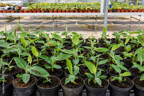 Obraz na płótnie Banana seedlings in greenhouse of banana plantation on Madeira Island, Portugal w salonie