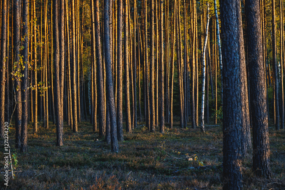 Pine trees trunks in forest in area of Lochow town, Masovia region of Poland