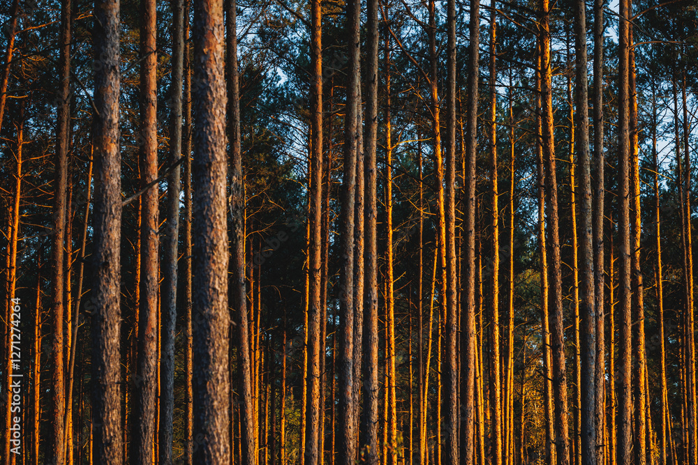 Pine trees trunks in forest in area of Lochow town, Masovia region of Poland