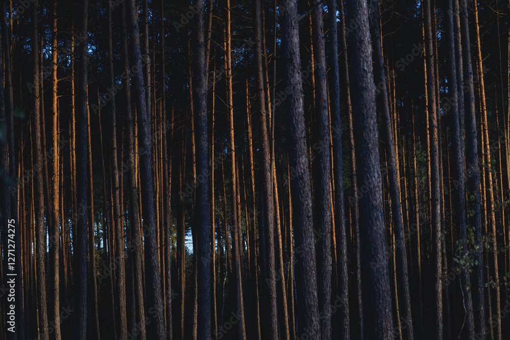 Evening in forest in area of Lochow town, Masovia region of Poland