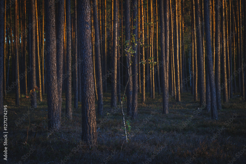 Pine trees trunks in forest in area of Lochow town, Masovia region of Poland