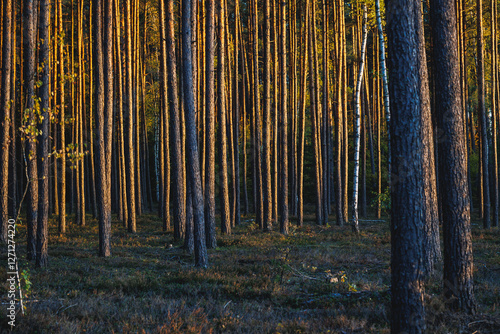 Obraz na płótnie Pine trees trunks in forest in area of Lochow town, Masovia region of Poland w salonie
