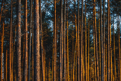 Obraz na płótnie Pine trees trunks in forest in area of Lochow town, Masovia region of Poland w salonie