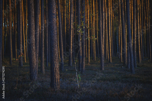 Obraz na płótnie Pine trees trunks in forest in area of Lochow town, Masovia region of Poland w salonie