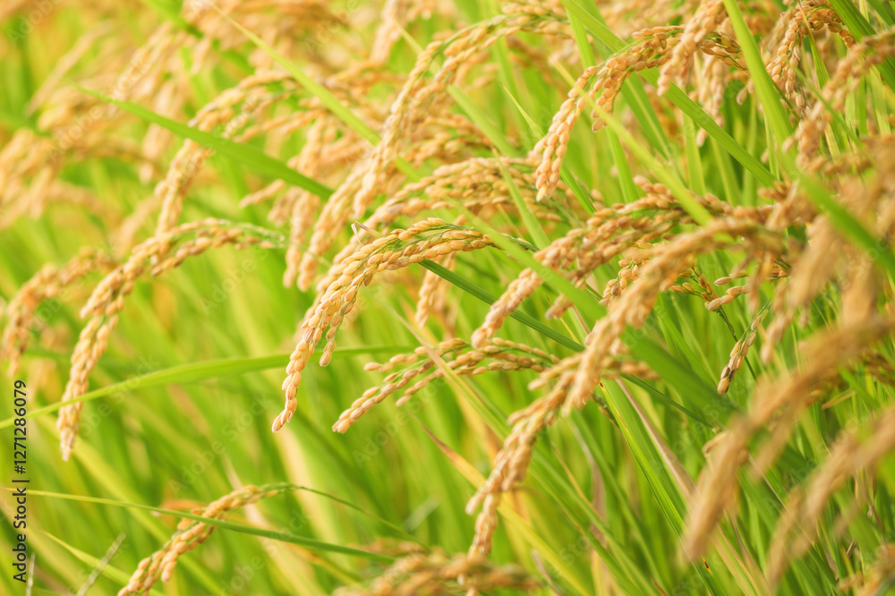 ear of paddy in rice field,autumn ear of paddy in rice field,autumn