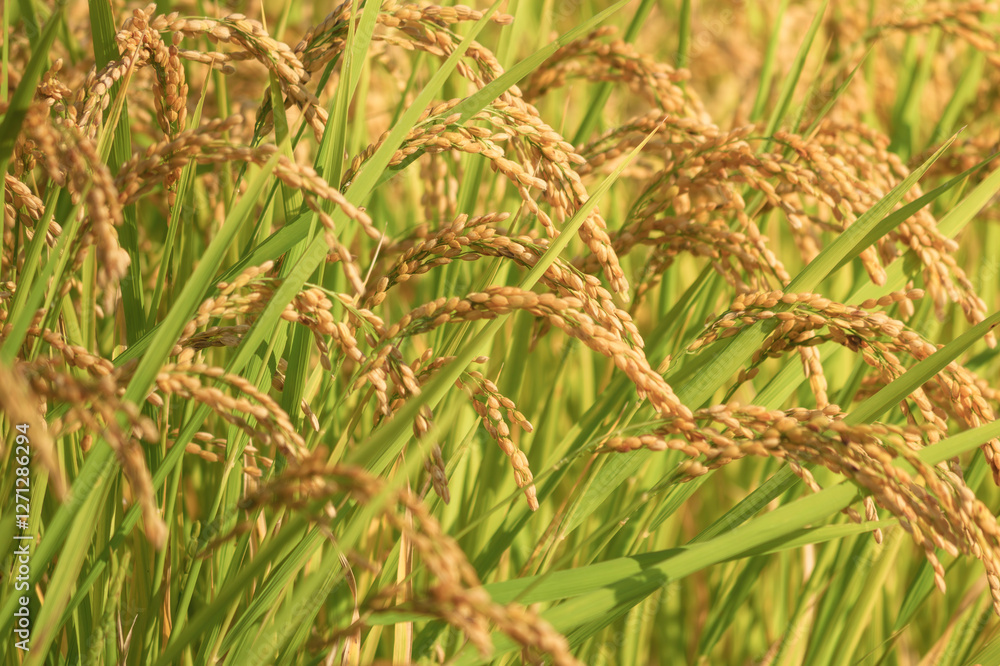 ear of paddy in rice field,autumn ear of paddy in rice field,autumn