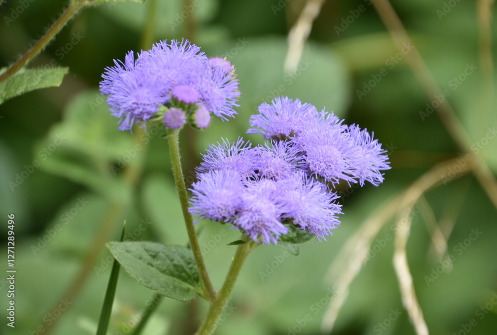 Pretty Lavender Ageratum Flowers Blooming in a Garden Pretty Lavender Ageratum Flowers Blooming in a Garden