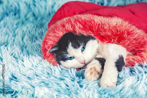 Obraz na płótnie Cute funny little kitten in red fur hoodie lies comfortably on blue fur blanket w salonie