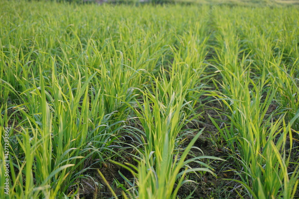 Fototapeta premium A horizon view of rice paddy field with an organized paddy line, A closeup view of green rice paddy field, Green rows of rice paddy stretching into the horizon with sunny weather