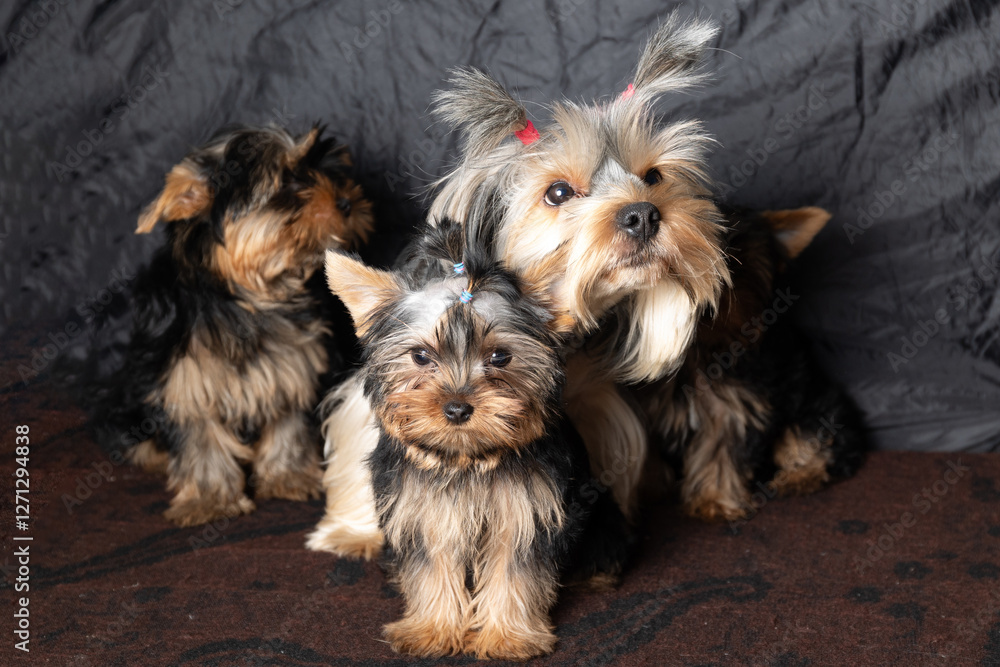 Three incredibly adorable Yorkshire Terriers proudly showcasing their vibrant and playful personalities in style