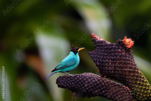 Green honeycreeper (Chlorophanes spiza) adult male sitting on fruit in natural habitat. Small turquoise bird with black head and green background. photo