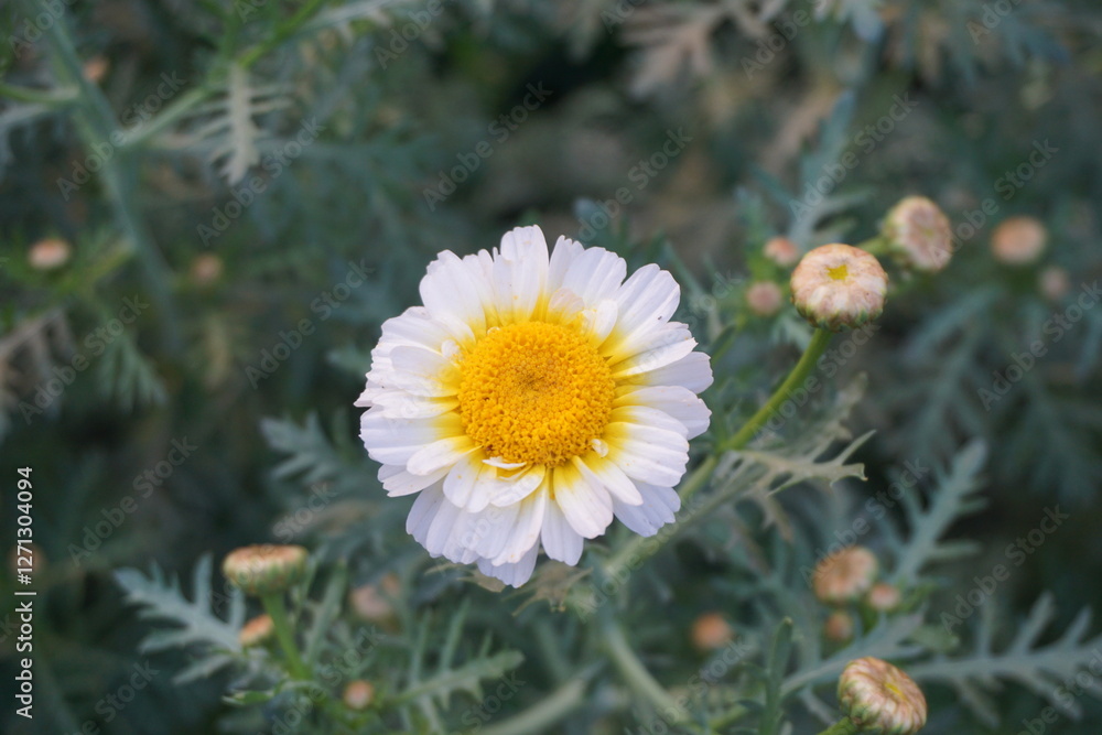 Obraz premium Crown daisy flower blooming in a field, Closeup Of crown daisy flower or crown marigold