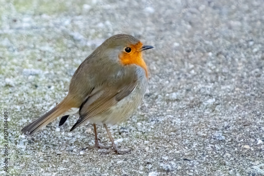Fototapeta premium European robin standing on gravel path in nature