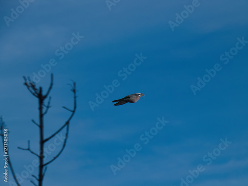 pigeon, bird, animal, nature, flight, wildlife, ornithology, spr photo