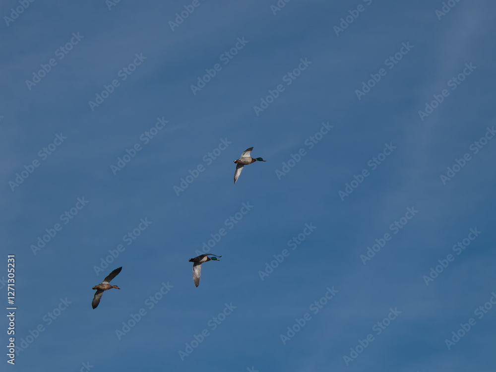 Obraz premium mallard duck in flight in a city park in spain