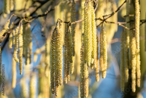 Common hazel catkins hanging from branch in spring sunlight