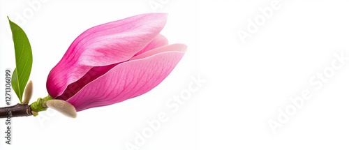 Wallpaper Mural Close-Up of Vibrant Pink Magnolia Flower Blooming on a Branch Against a White Background Torontodigital.ca