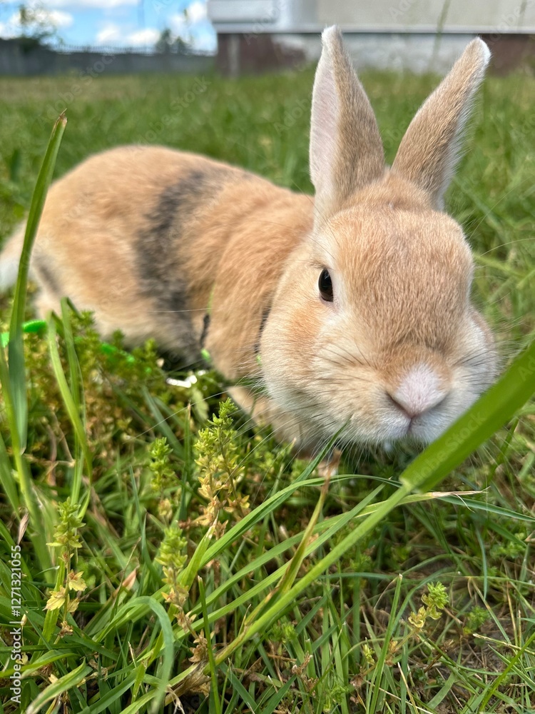 rabbit in the grass