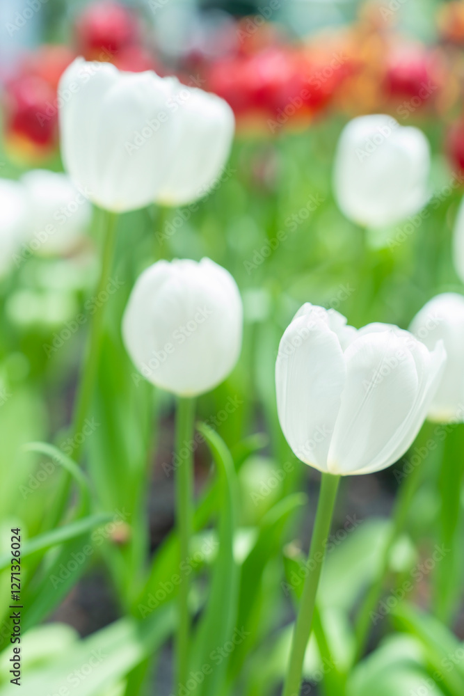 Fototapeta premium Close up nature view of amazing white tulips blooming in garden at middle of spring.
