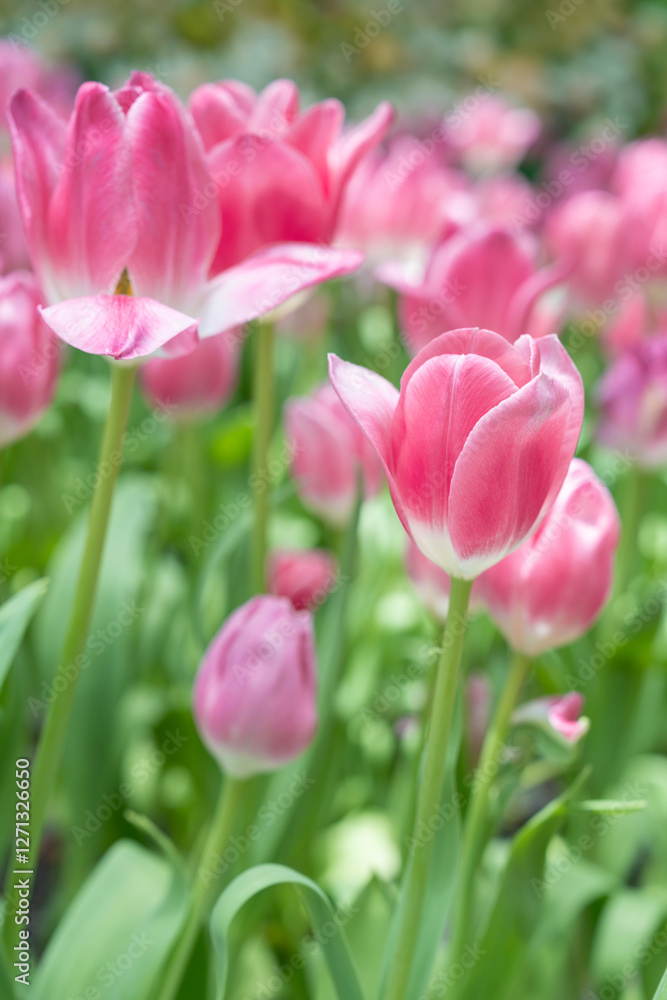 Pink tulips blooming in garden with sunlight. Pink tulips blooming in garden with sunlight.