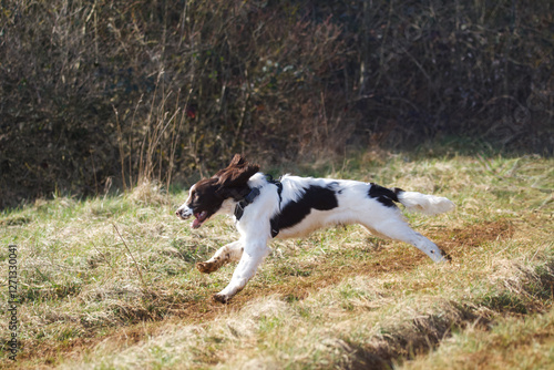 Canvas Print Side view of a running english springer spaniel in nature.