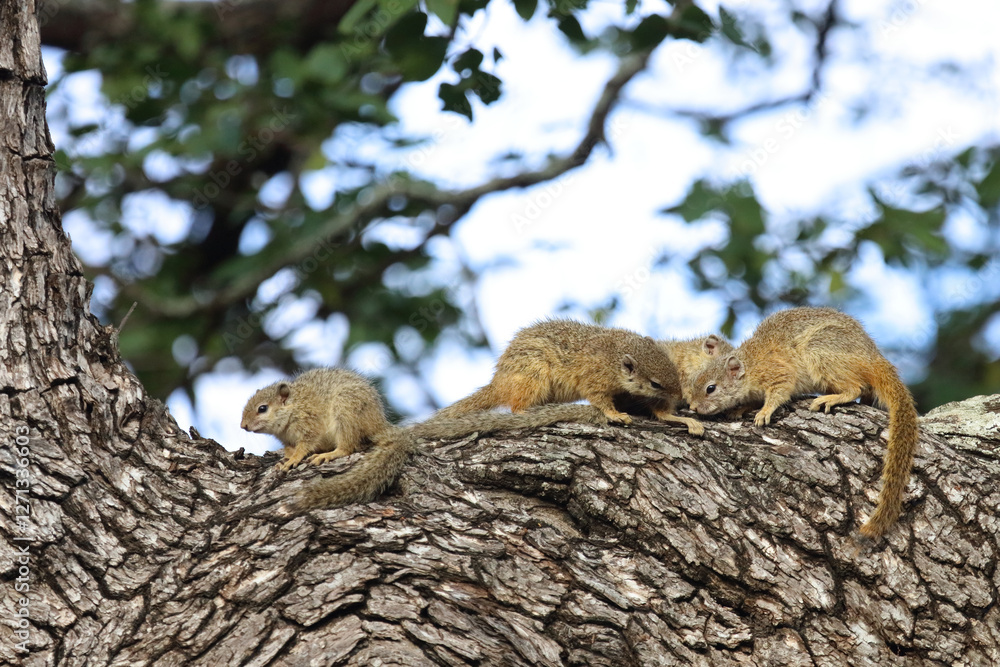 Ockerfußbuschhörnchen / Tree squirrel / Paraxerus cepapi Ockerfußbuschhörnchen / Tree squirrel / Paraxerus cepapi
