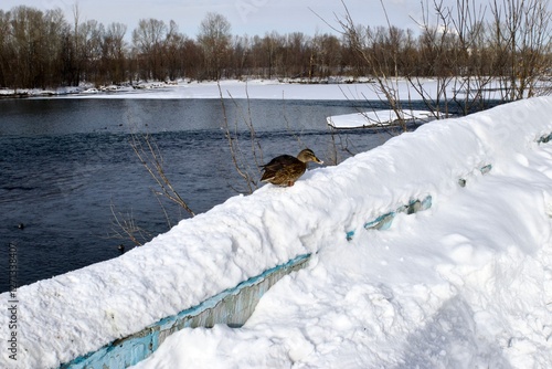 A wild duck poses for a photographer on the banks of the Irtysh River in the eastern Kazakh city of Ust Kamenogorsk. photo