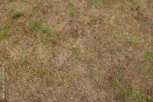 Dry and patchy lawn with brown and green grass textures showcasing signs of drought and lack of water.