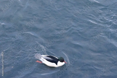 A wild ducks the b the Irtysh River in the eastern Kazakh city of Ust Kamenogorsk. photo