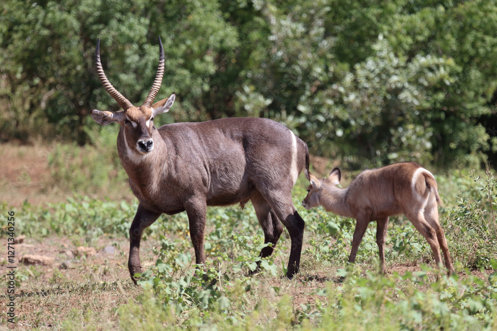 Wasserbock / Waterbuck / Kobus ellipsiprymnus.. Wasserbock / Waterbuck / Kobus ellipsiprymnus..