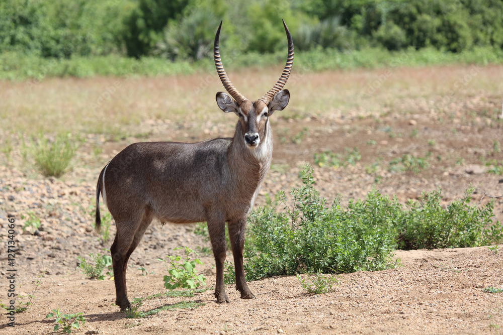 Wasserbock / Waterbuck / Kobus ellipsiprymnus Wasserbock / Waterbuck / Kobus ellipsiprymnus
