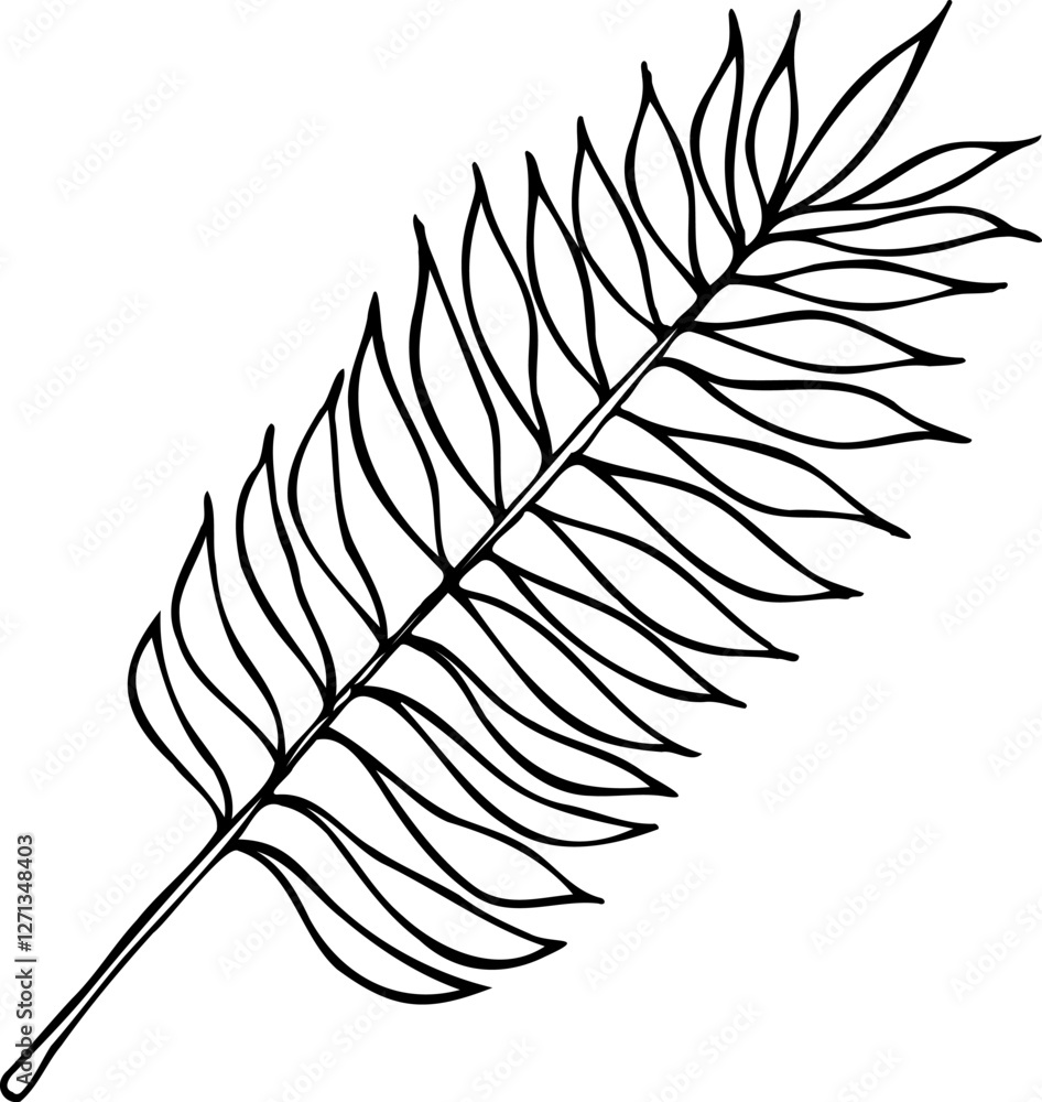 Fototapeta premium Vector line coconut palm leaf isolated on a white background.