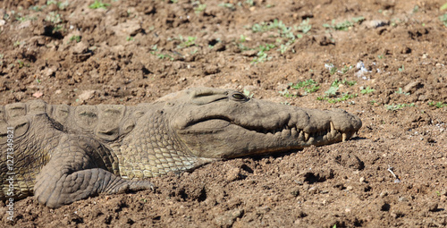 Nilkrokodil / Nile crocodile / Crocodylus niloticus photo