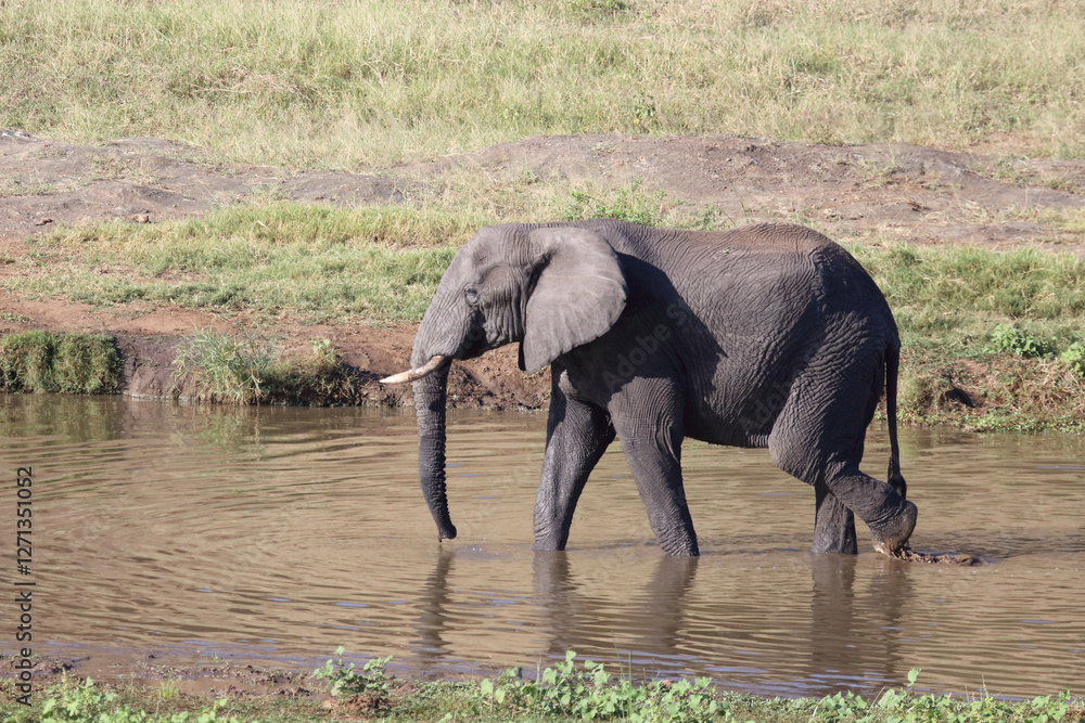 Afrikanischer Elefant / African elephant / Loxodonta africana
