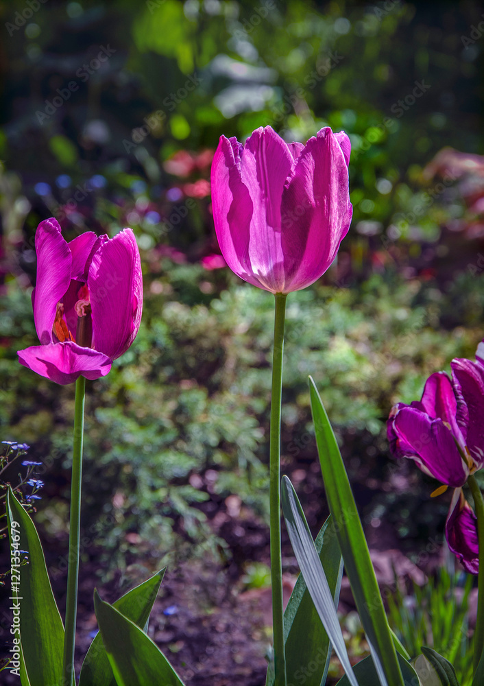 Purple tulips illuminated by the sun blooming in the garden.